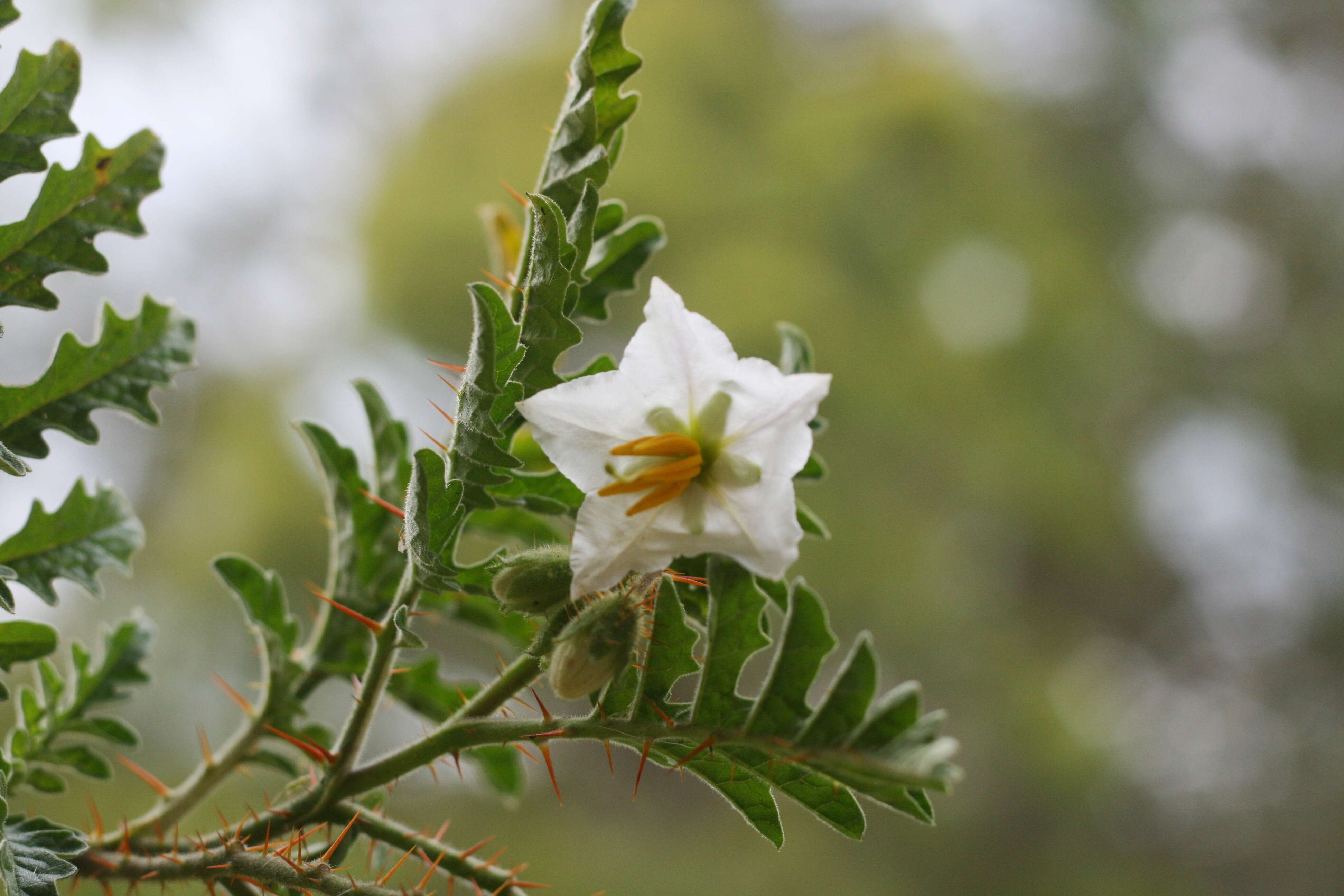 Plancia ëd Solanum sisymbriifolium Lam.