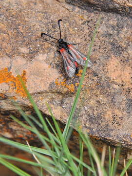 Image of Zygaena sarpedon Hübner 1790