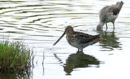 Image of African Snipe