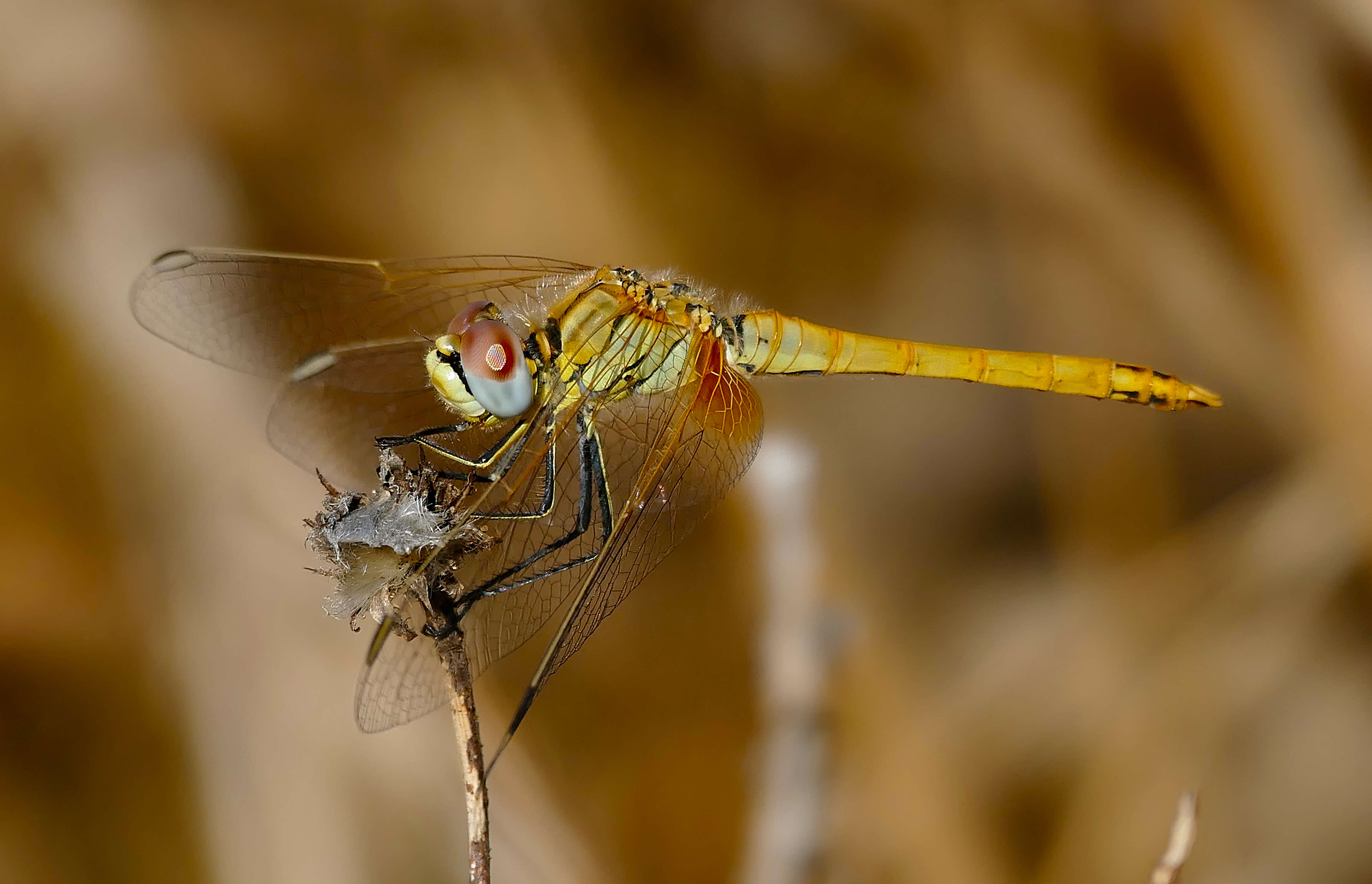 Image of Red-veined Darter