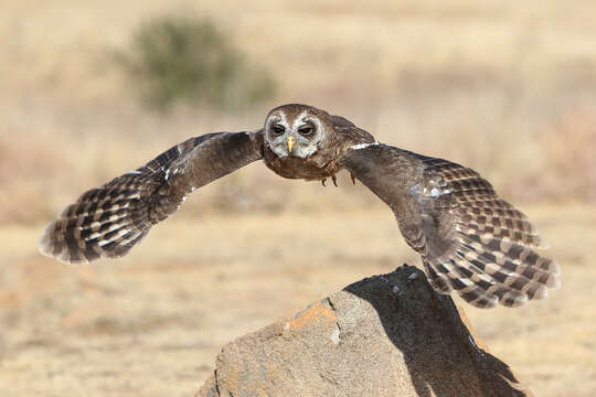 Image of African Wood Owl