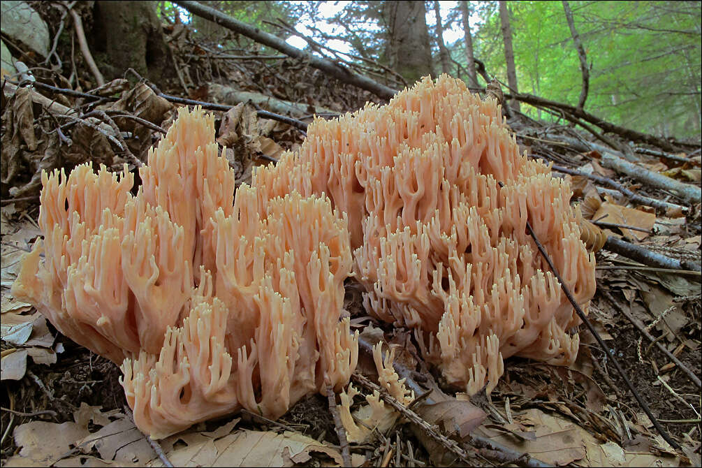 Слика од Ramaria neoformosa R. H. Petersen 1976