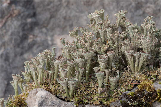 Image of cup lichen