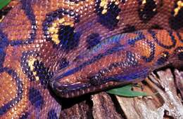 Image of Rainbow Boa