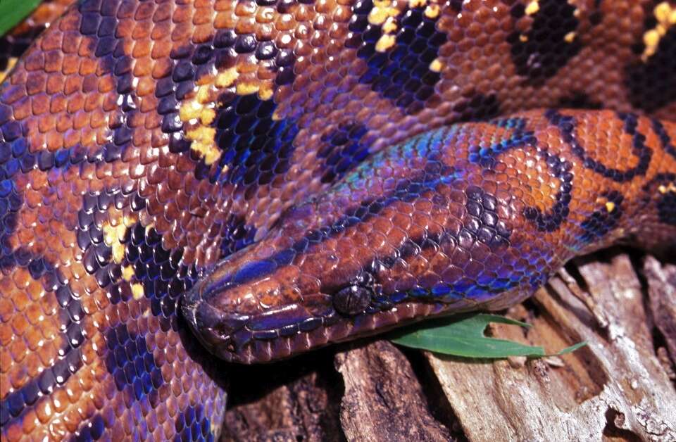 Image of rainbow boa