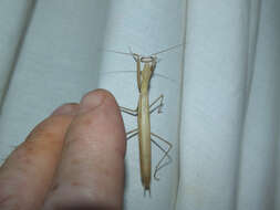 Image of praying mantises