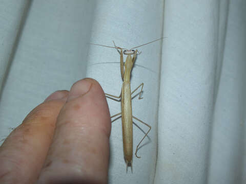 Image of Mantis