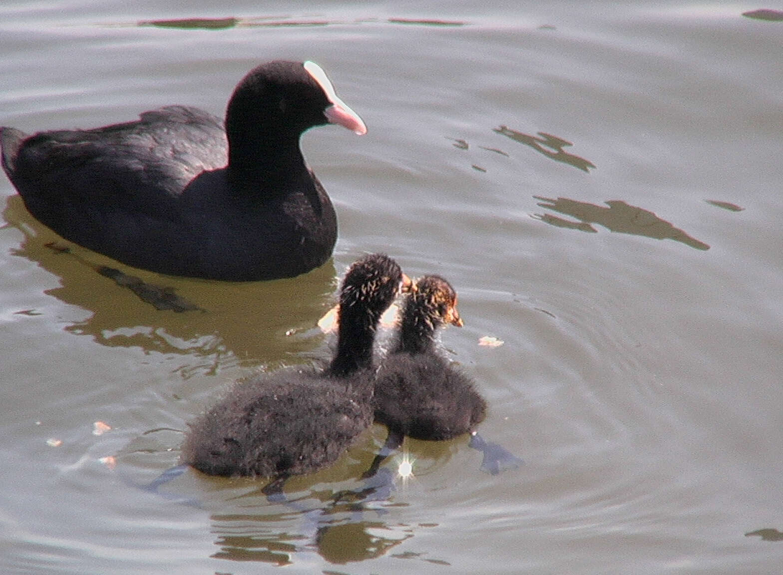 Image of Common Coot