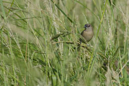 Image of Nutmeg Mannikin