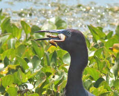 Image of Egretta Forster & T 1817