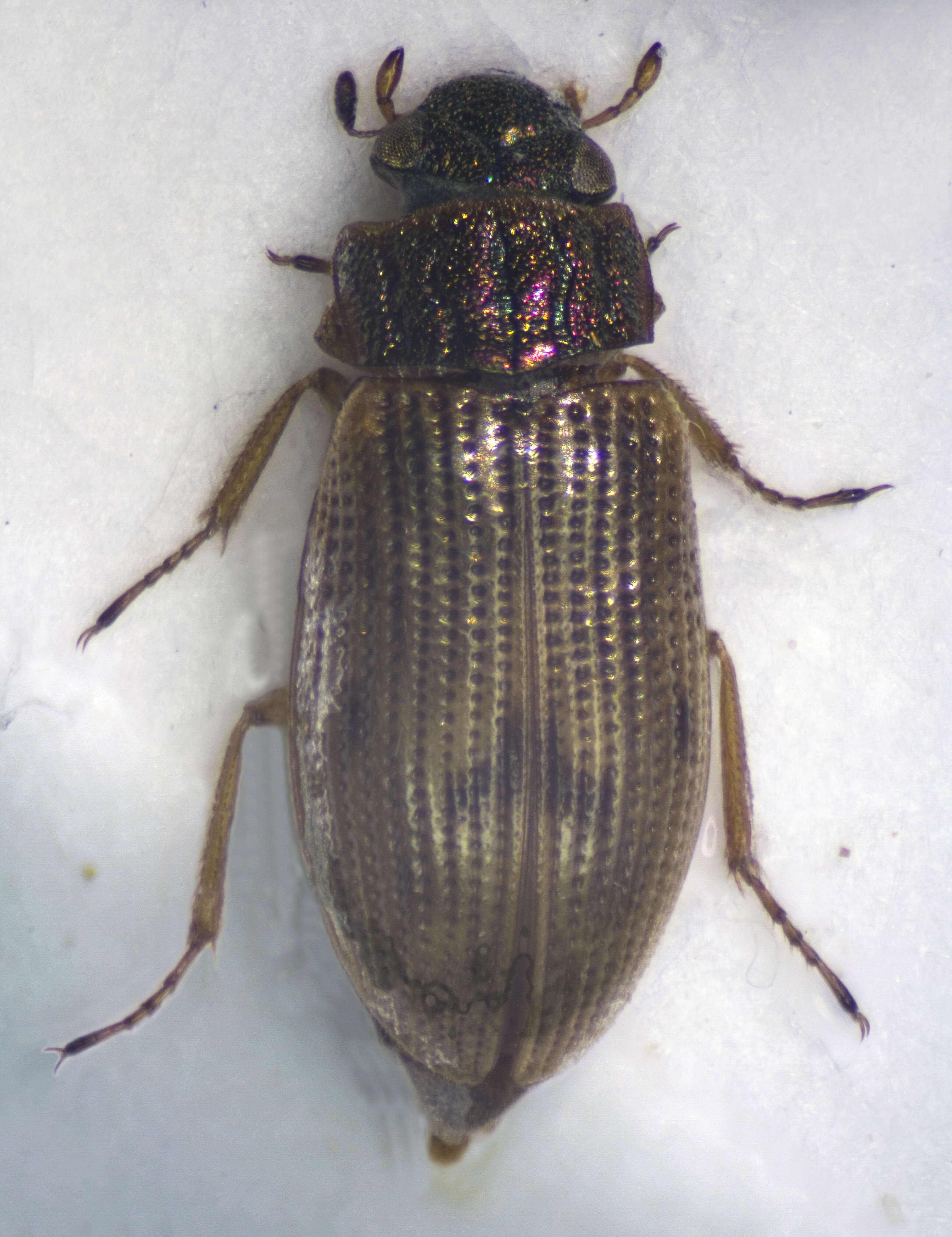 Image of Helophorus (Rhopalohelophorus) brevipalpis Bedel 1881