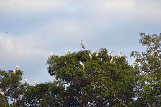 Image of Great Egret