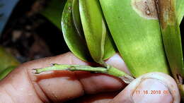 Image of appendage orchid