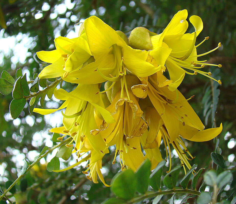 Image of Sophora cassioides (Phil.) Sparre