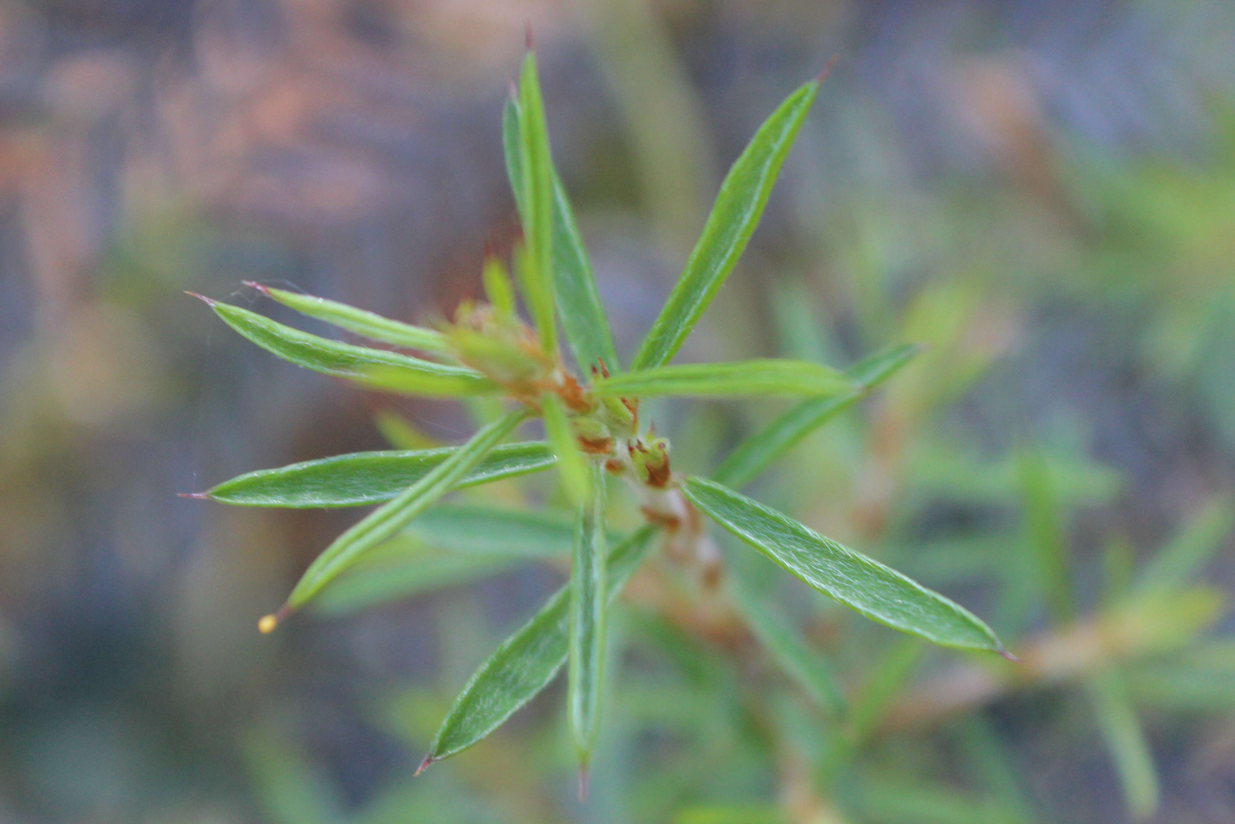 Слика од Pultenaea juniperina Labill.