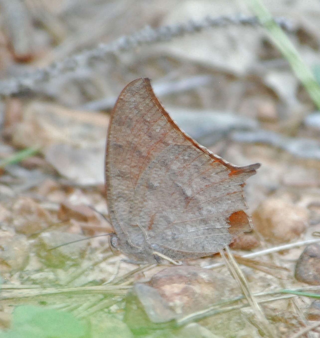 Image of Leafwings