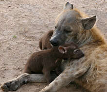 Image of Spotted Hyaenas