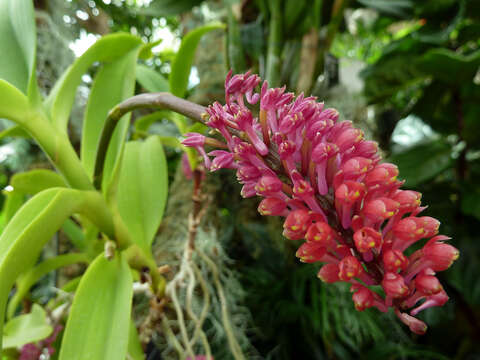 Image of Robiquetia bertholdii (Rchb. fil.) Schltr.