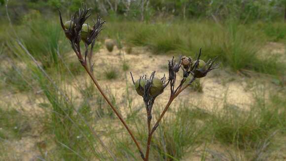 Image of Haemodorum corymbosum Vahl