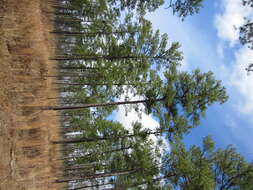 Image of Loblolly Pine