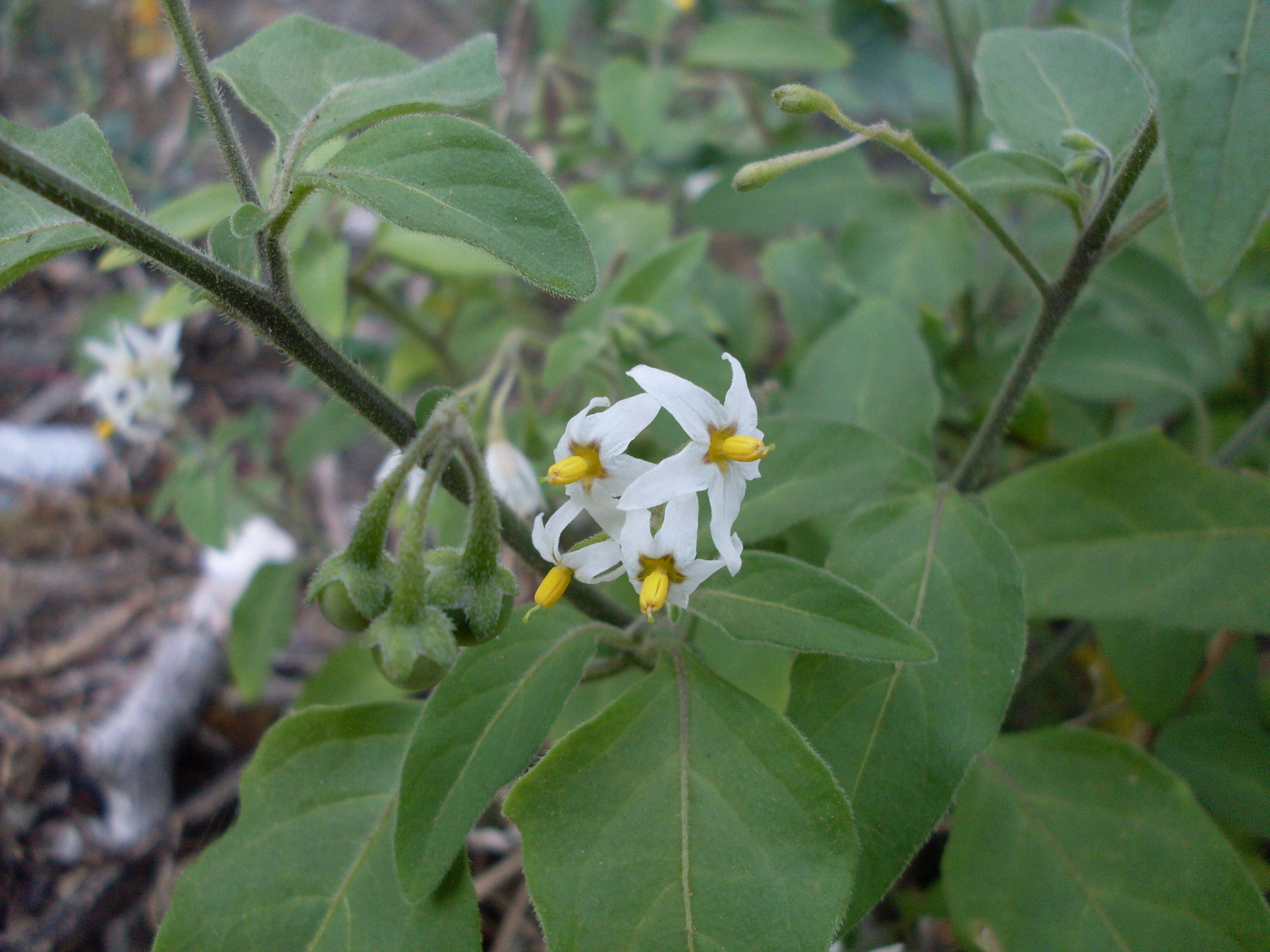 Sivun Solanum chenopodioides Lamarck kuva