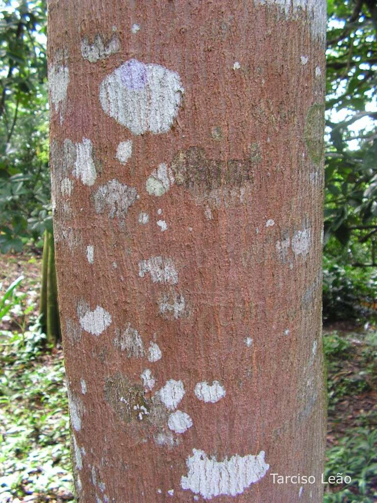 Imagem de Simarouba amara Aubl.