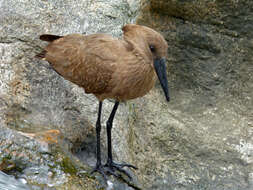 Image of hamerkop