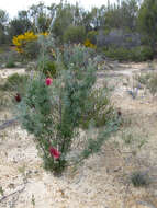 Imagem de Grevillea paradoxa F. Müll.