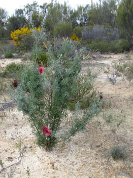 Image of Grevillea paradoxa F. Müll.