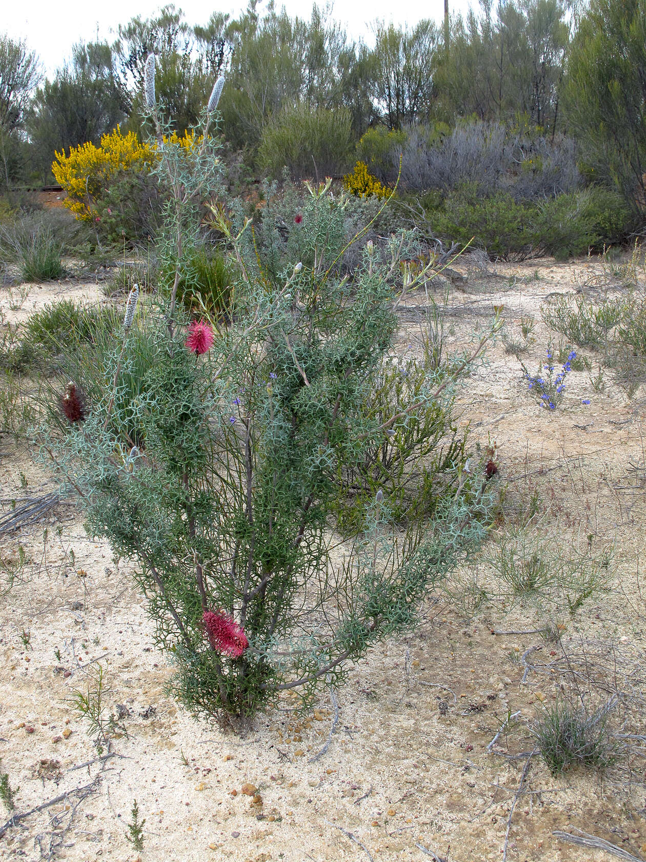 Imagem de Grevillea paradoxa F. Müll.