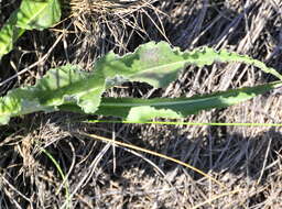 Image of salsify