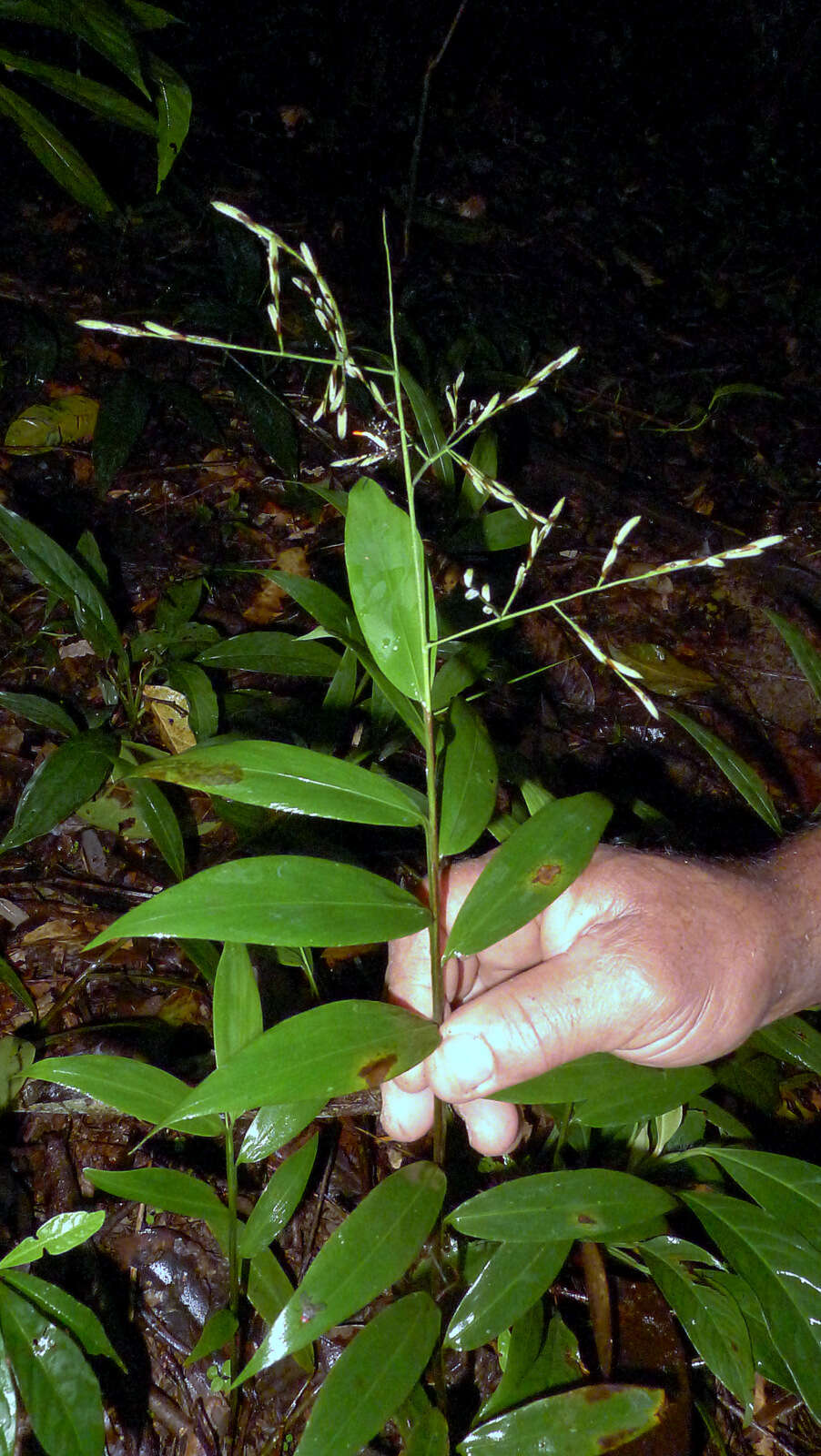 Image of stalkgrass