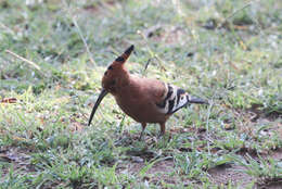 Image of hoopoes