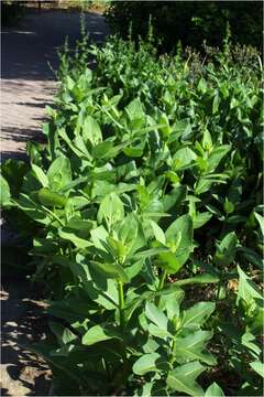 Image of milkweed