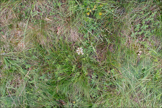 Image of Orobanche teucrii Holandre