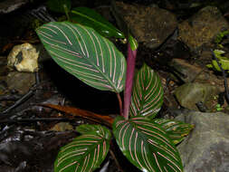 Image of Goeppertia vinosa (H. Kenn.) Borchs. & S. Suárez