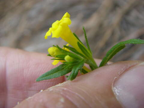 صورة Lithospermum multiflorum S. Wats.