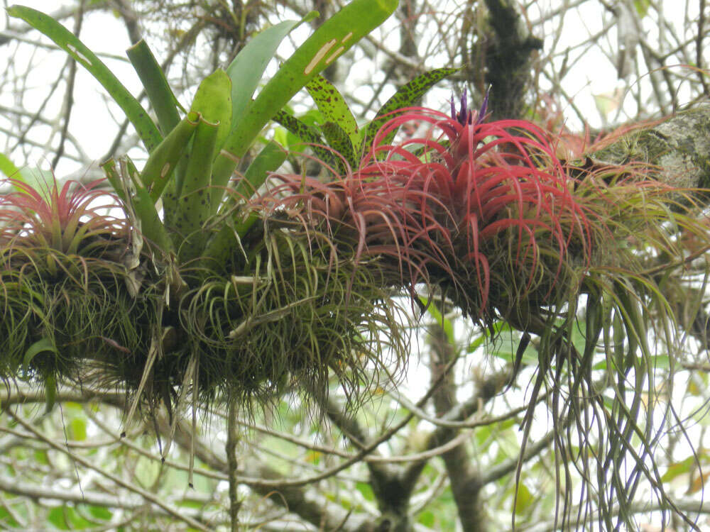 Imagem de Tillandsia brachycaulos Schltdl.