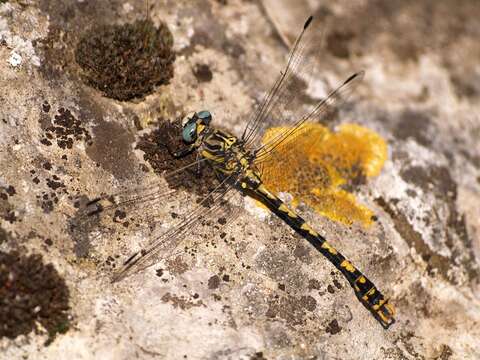 Image of blue-eyed hook-tailed dragonfly