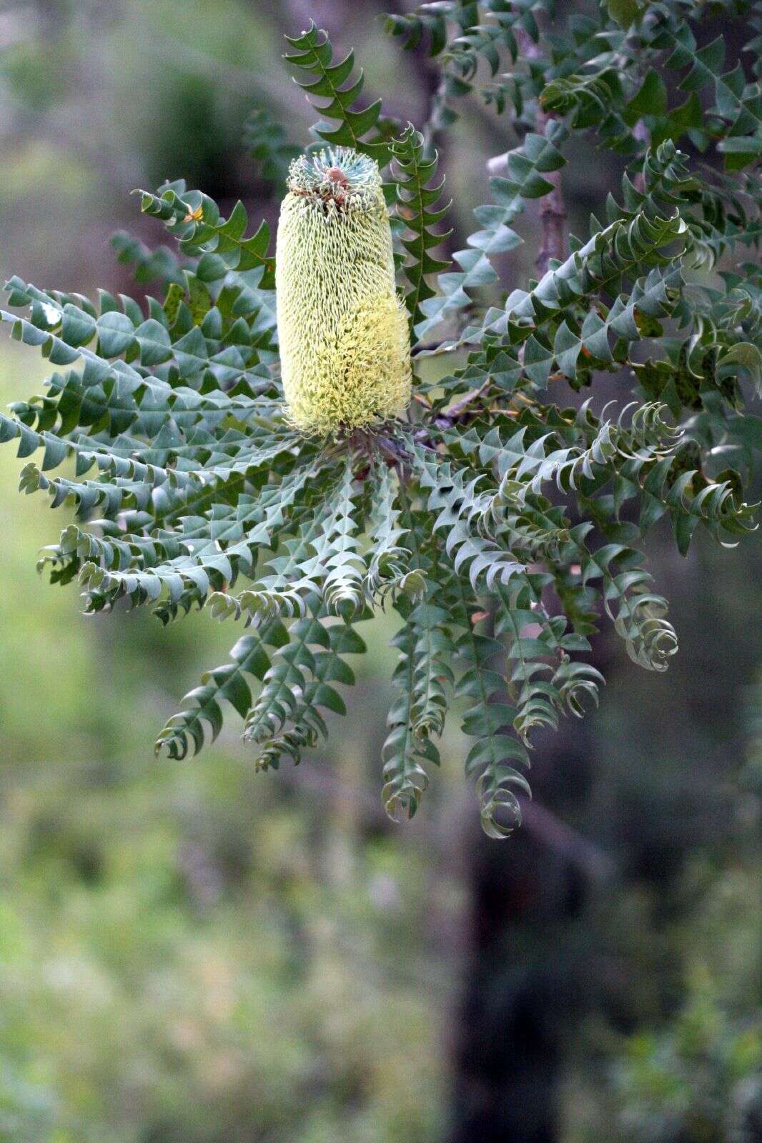 Image de Banksia