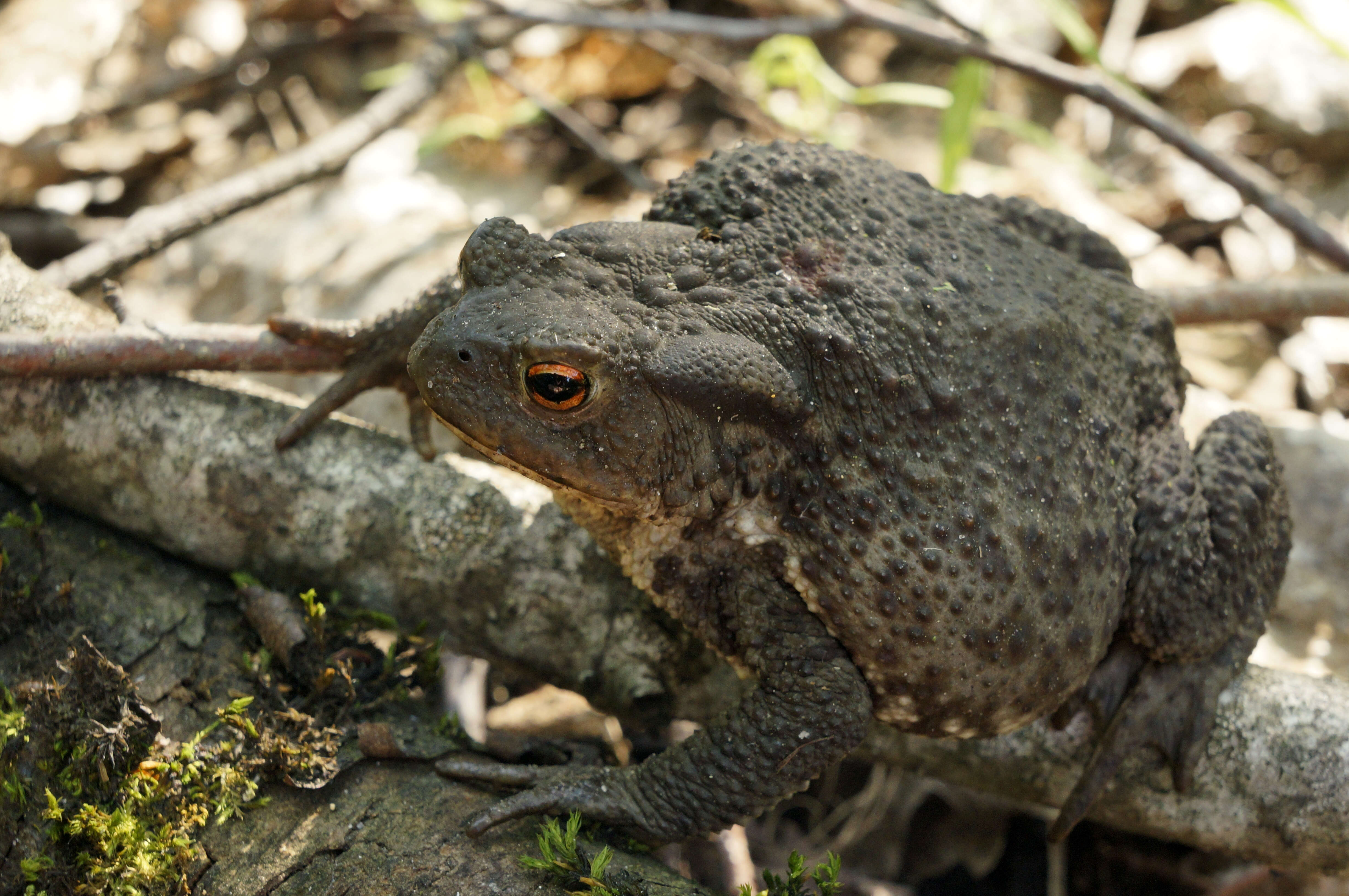 Image of Nile Valley Toad