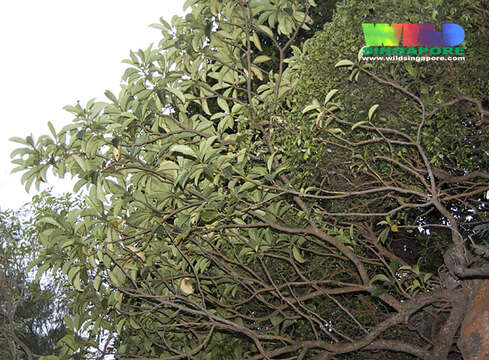 Fagraea auriculata Jack的圖片