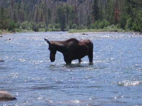 Image of North American Elk