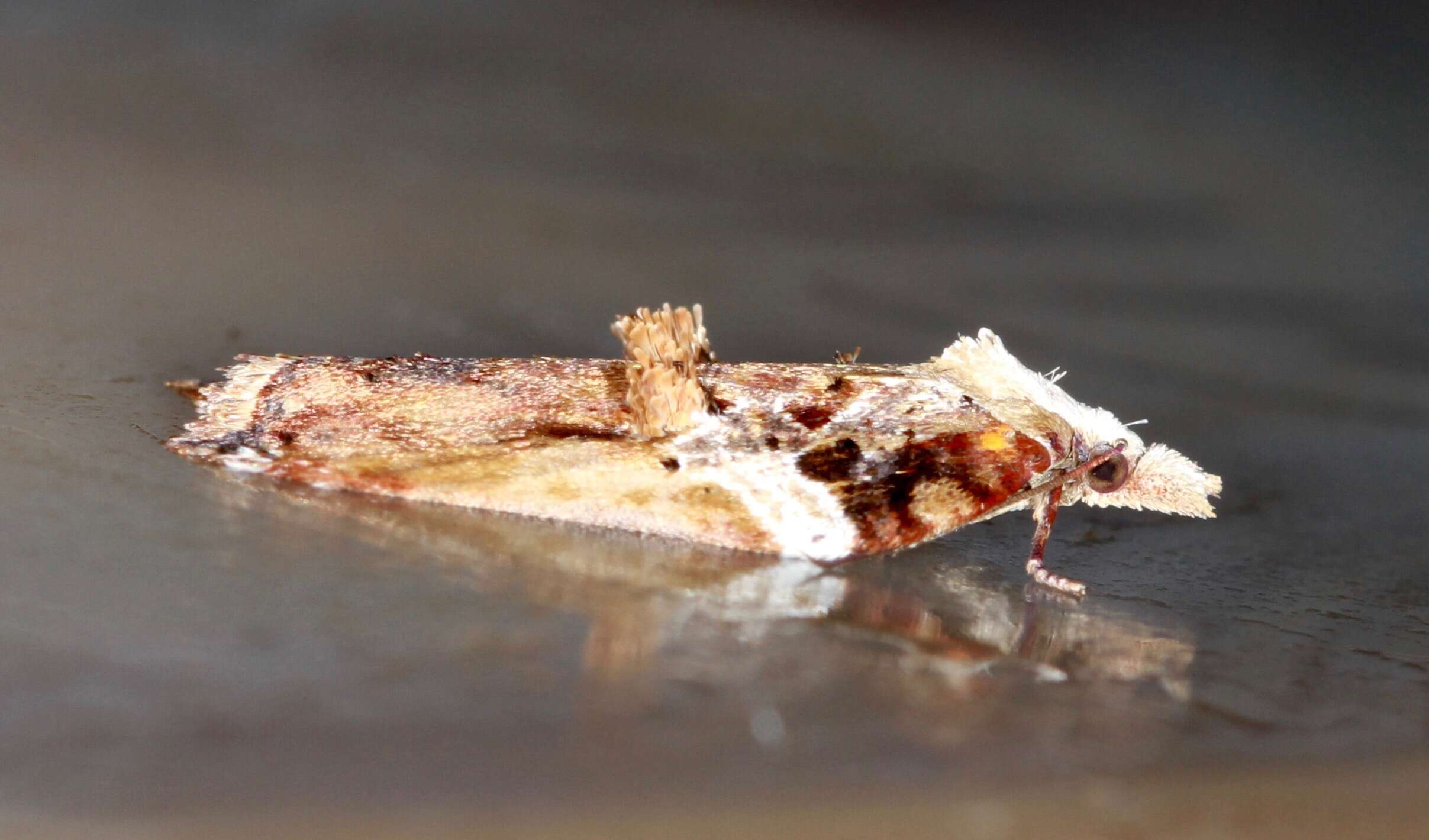 Image of Acleris cristana Denis & Schiffermüller 1775