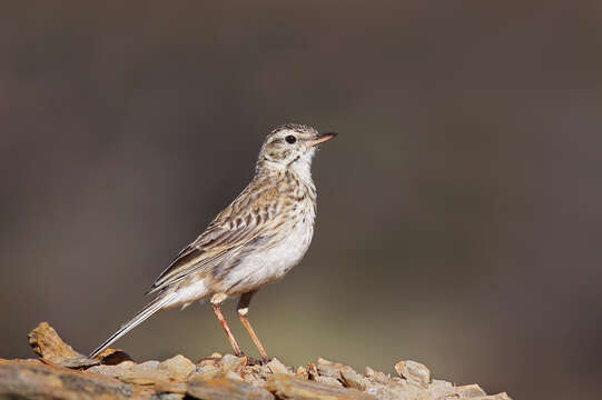 Image de Pipit austral