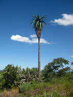 Image of Zimbabwe Aloe