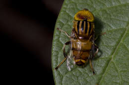 Image of Eristalinus