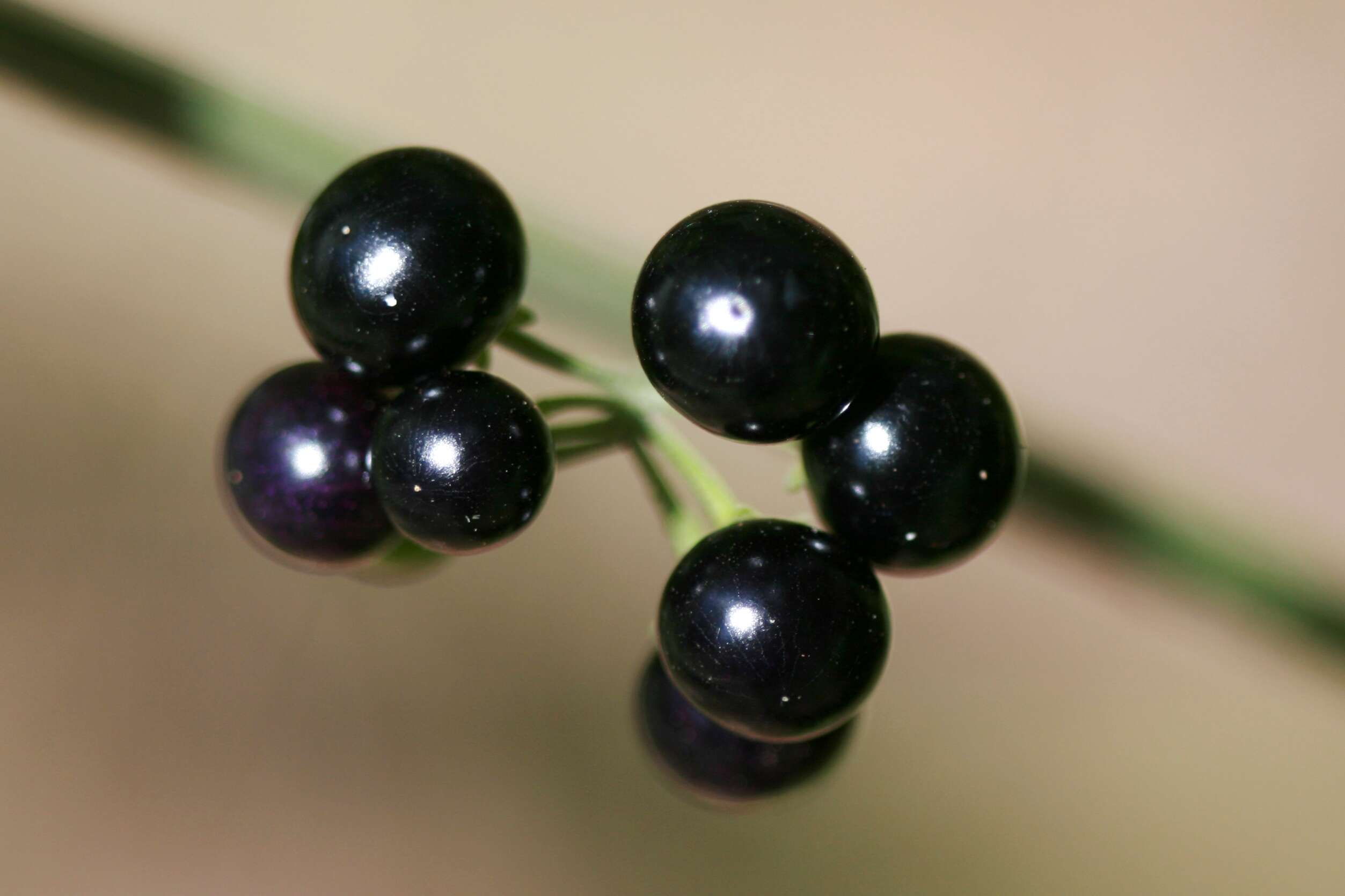 Image of American black nightshade