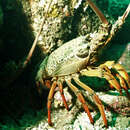 Image of Green Rock Lobster