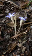 Image of ghostplant